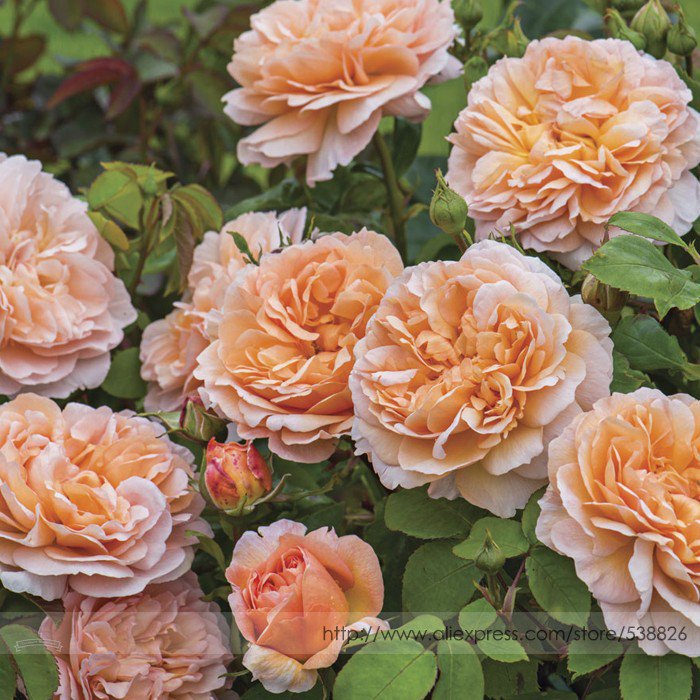 Heirloom Lady Double Bloom Rose Shrub Professional 50 / Gardener Lig...