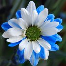 Rare Ballad of Dueana Chrysanthemum 50 White Blue Seeds