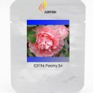 Rare 'Bai Jiao' Pink Tree Peony Professional 5 Big Blooming Seeds, Pack, Seed...