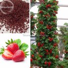 Middle-sized Red Strawberry 100 tasty sweet juicy Climbing Seeds,