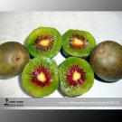 100% True Variery Mini Kiwi Fruit Heirloom Chinese Professional 50 / Large Go...