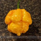 Heirloom Yellow Trinidad Scorpion Professional 10 / Moruga Seeds, Pack, Seeds...