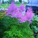 Rare Purple Astilbe chinensis 50 perennial up Light Seeds, dazzling garden
