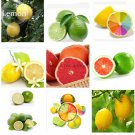 Rare Heirloom Mixed 9 Types of Lemon Tree, 20 indoor outdoor available seeds,...