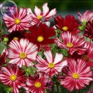 Cosmos Coreopsis Blackish Coffee Red Striped Dark White Rose Perenni...