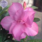 Adenium Purely Pink Double Petals 2 professional 3-layer blooms home...