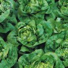 Buttercrunch Lettuce professional 200 heirloom edible Seeds, pack, org...