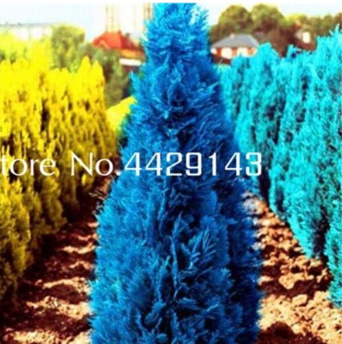 Mini Bule Italian Cypress Tree Popular Bonsai Perennial Potted for 50PCS Home...