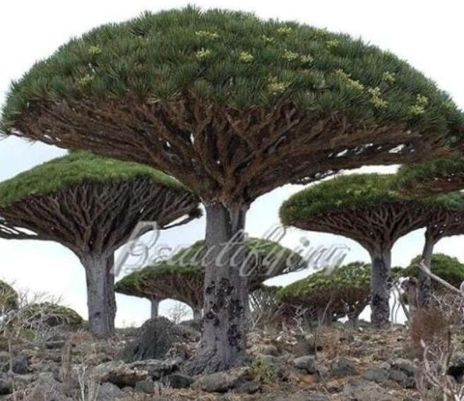 Blood Tree Dragon Seeds