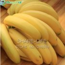 Hainan Yellow Banana 100pcs Big Seeds