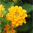 Lantana Camara Rare Perennial for Home - (Yellow) Gorgeous Seed Garden
