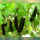 Black Professional 200 edible Eggplant, Pack, Seeds, large organic long veget...