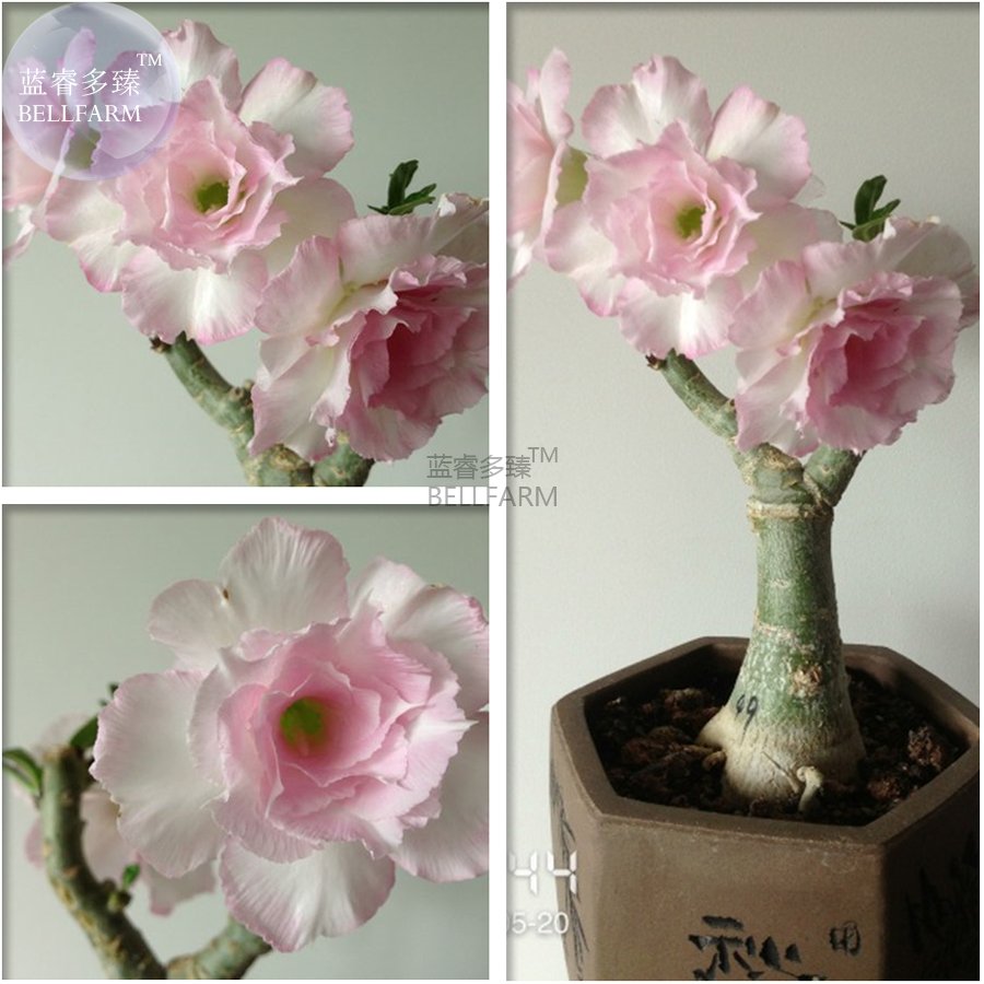 Heirloom Pink Aniumde Obesum Desert Rose Professional 2 double petals Light S...