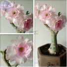 Heirloom Pink Aniumde Obesum Desert Rose Professional 2 double petals Light S...