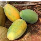 Yellow Papaya Skin Fruit 6 tasty sweet pawpaw Organic Seeds, ...