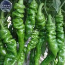 Red Hot 30 professional Chinese super home 'Chitterlings' Green Vege...