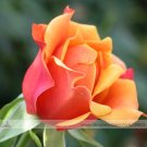 1 Professional 50 / Rose Red Yellow Pack, seeds Seed, Strong Fragrant