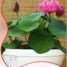 1 5 / Bonsai Double Red Lotus Perennial Nelumbo Nucifera Original Pack, Seeds...