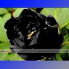 1 Professional 5 / Super Black Tree Peony Rare Pack, Seeds Seeds, 'Nigra'