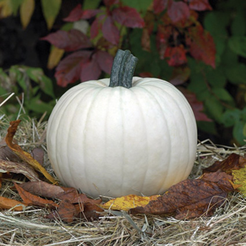 Moonshine Pumpkin Smooth Skinned White Seeds