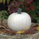 Moonshine Pumpkin Smooth Skinned White Seeds