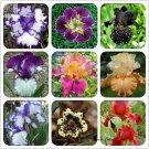 Rare Heirloom Iris Tectorum Perennial Professional 20 / Very Seeds, Pack, See...
