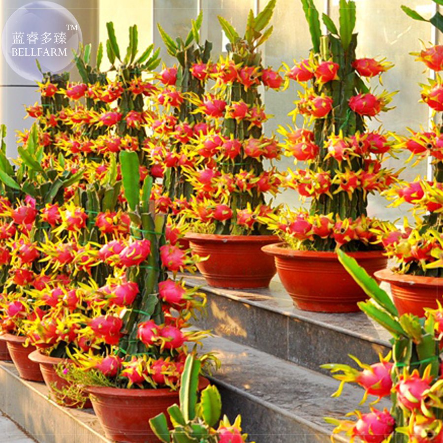 Fruit Pitaya Red (White, Yellow) 100 Professional tasty juicy sweet ...