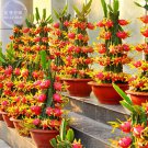 Fruit Pitaya Red (White, Yellow) 100 Professional tasty juicy sweet ...