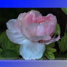 Rare Pink Monopetalous Peony 'Shui Xian Zi' Professional 5 / Light Seeds, Pac...