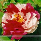 Heirloom Red White Peony 'Er Qiao' Professional 5 / Very Beautiful Seedling S...