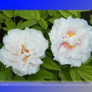 'White Lovers' Peony Professional 5 / Hybrid Light Fragrant Seeds, Pack, Seed...
