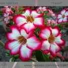 1 Professional 2 / Rosy Adenium Obesum Sweet Desert Rose Pack, seeds