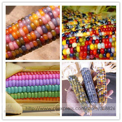 Rare Heirloom Sweet Rainbow Corn Hybrid Professional 20 / Colorful Cereals Se...