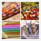 Rare Heirloom Sweet Rainbow Corn Hybrid Professional 20 / Colorful Cereals Se...