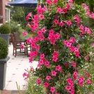 Mandevilla potted balcony DIY home seeds garden planting