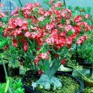 Adenium Whitish Red Petal 2 professional compact bonsai Seeds, seeds...