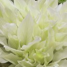 Hosta - Spectacular with White and Leaves Perfect for Seeds Foliage Light Gre...