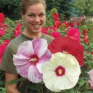 Rose Mallow Hibiscus Hardy, Mix Giant