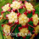 Bonsai Hoya Kerrii (December Orchid) Family Supplies / Garden 100PCS Bag