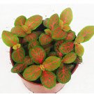 Fittonia Verschaffeltii Bonsai Mini Easy Balcony Fun Indoor Potted DIY Home 1...
