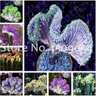 Euphorbia Lactea 100Pc Perennial Succulent Its Shape is Peculiar and Beautifu...