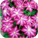 Clematis Potted no The Bulbs 50 Home - (Color: Garden /Bag Burgundy)