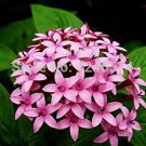 Pentas Lanceolata Bonsai Starry Purify Indoor Outdoor Air 50PCS Mixing