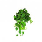 Exotic Epipremnum Aureum Bonsai,Indoor Office Desk Aquatic Purify Air Absorb ...