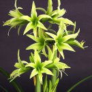 Hippeastrum Rutilum 100 Green Seeds