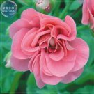 Sybil Pink Geranium Seeds
