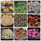 KK's Mixed 9 Types of Lithops Indoor Bonsai Germany Seeds