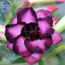 'Zi Adenium Desert Rose, 2 Professional purple petals with black Shengnv' See...