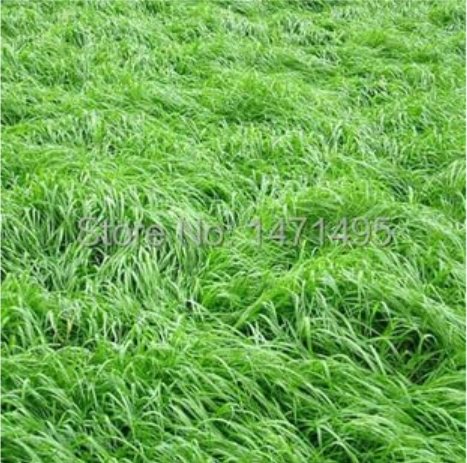 Square Chicken Duck Fish Ryegrass Seed Goose Graziers Grass