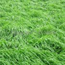 Square Chicken Duck Fish Ryegrass Seed Goose Graziers Grass